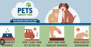 Pet safety and emergency preparedness