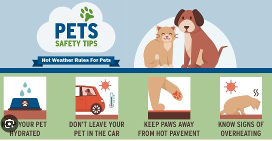 Pet safety and emergency preparedness